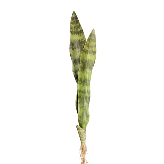 Planta realista ecológica Naiovety 3 hojas 68 CM