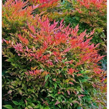 Gulfstream Nandina Live Plant 12-18" in Height in a #3 Container