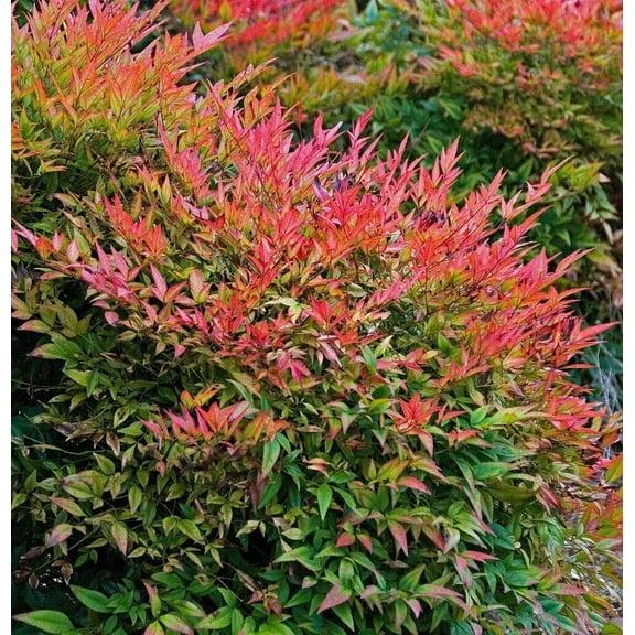 Gulfstream Nandina Live Plant 12-18" in Height in a #3 Container