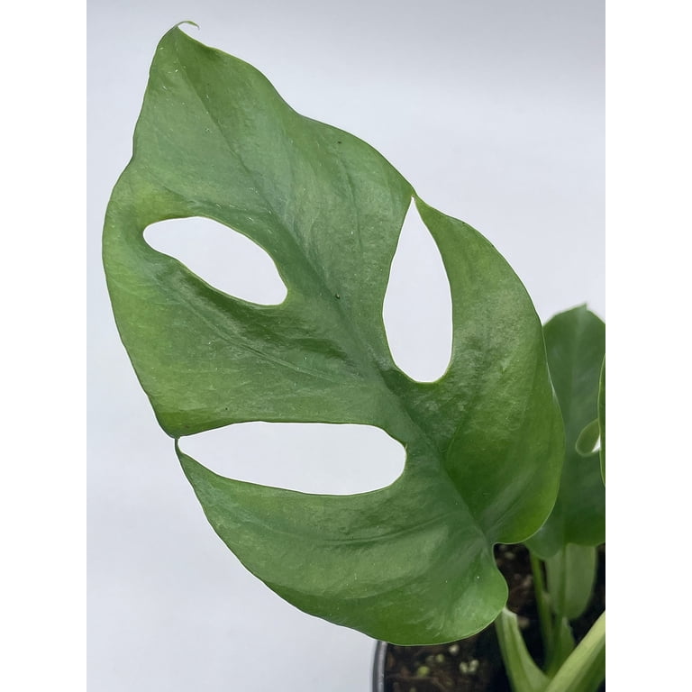 philodendron scandens brazil Philodendron hederaceum var. oxycardium 'Brasil' – Foliage Factory main image 0