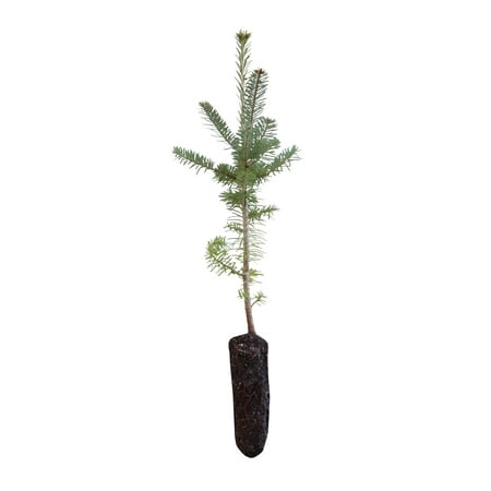 Balsam Fir | Medium Tree Seedling | The Jonsteen