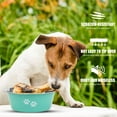 thumbnail image 6 of Deago 2 Pack Stainless Steel Dog Bowls, Nonslip Rubber Bottom No Spill Proof Skid Metal Insulated Dog Bowls for Large Medium Small Breed Dogs, 6 of 7