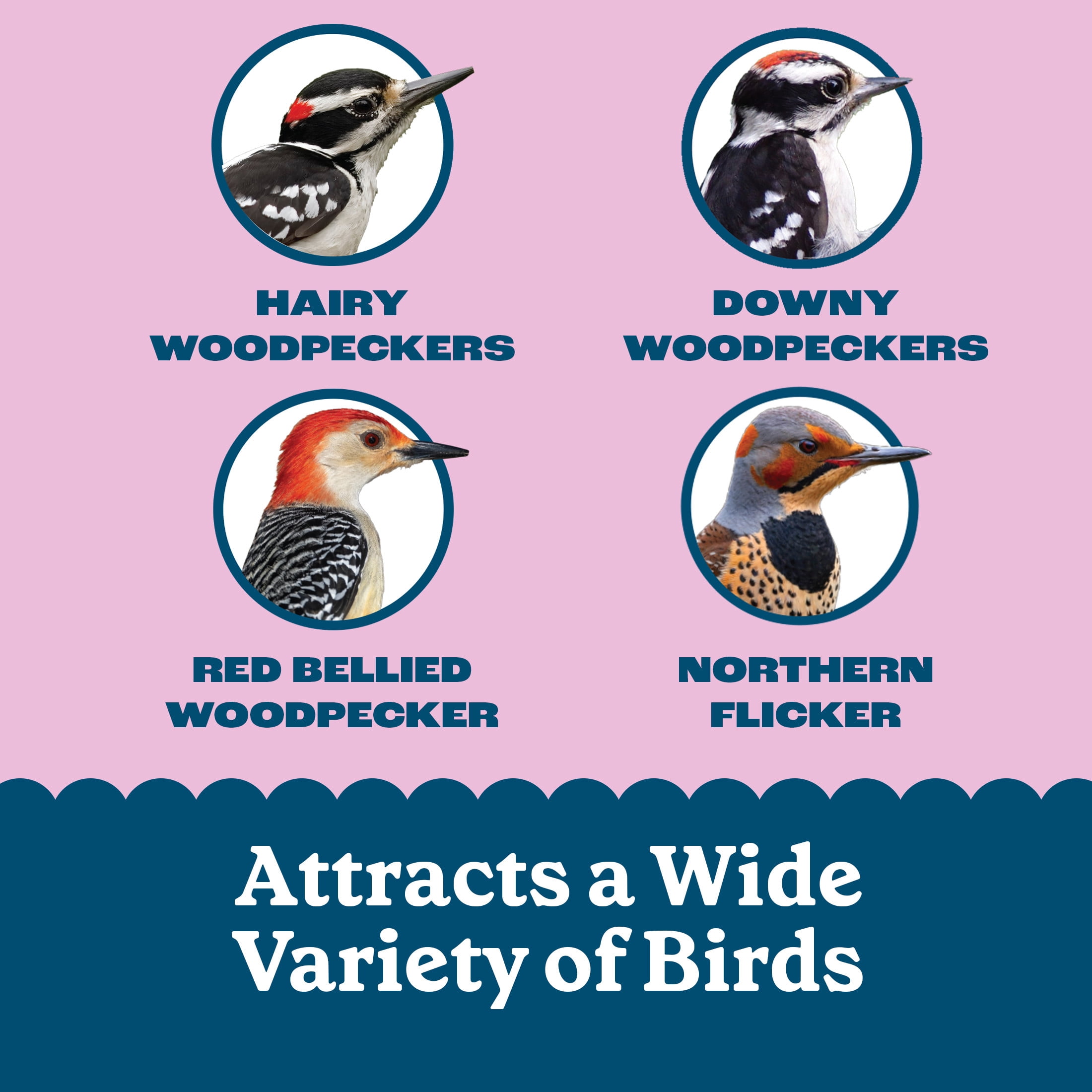 (12 pack) Pennington Feeding Frenzy Woodpecker Suet Treat, 11 oz Cake, Wild Bird Food, 1 Pack, Fresh