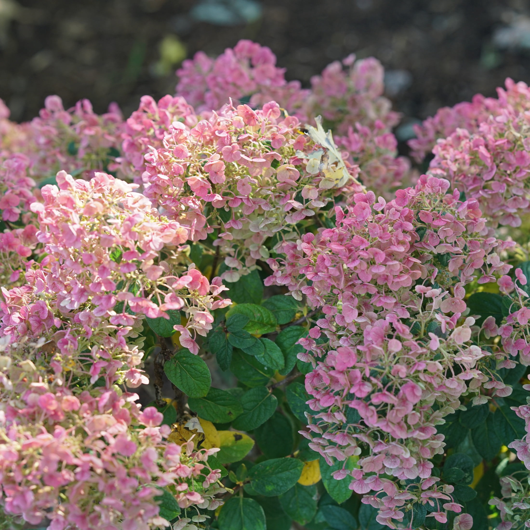 Proven Winners ColorChoice 5" White Tiny Quick Fire Panicle Hydrangea Live Plant in 4.5" Pot (4 Count)