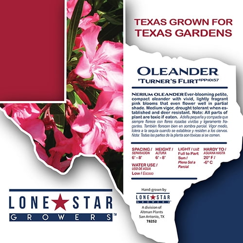 Lone Star Growers Nerium Flirt Dark Pink Oleander, Drought Tolerant Live Plant, 8 qt Pot, Full Sun