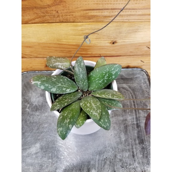 Hoya Sigillatis AH 001 sp. Borneo, 4" Plant, The Plant Farm
