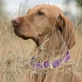 thumbnail image 6 of W 1.5" L 16-28 inch  Viper Biothane Waterproof Collar - Brass Hardware, 6 of 38