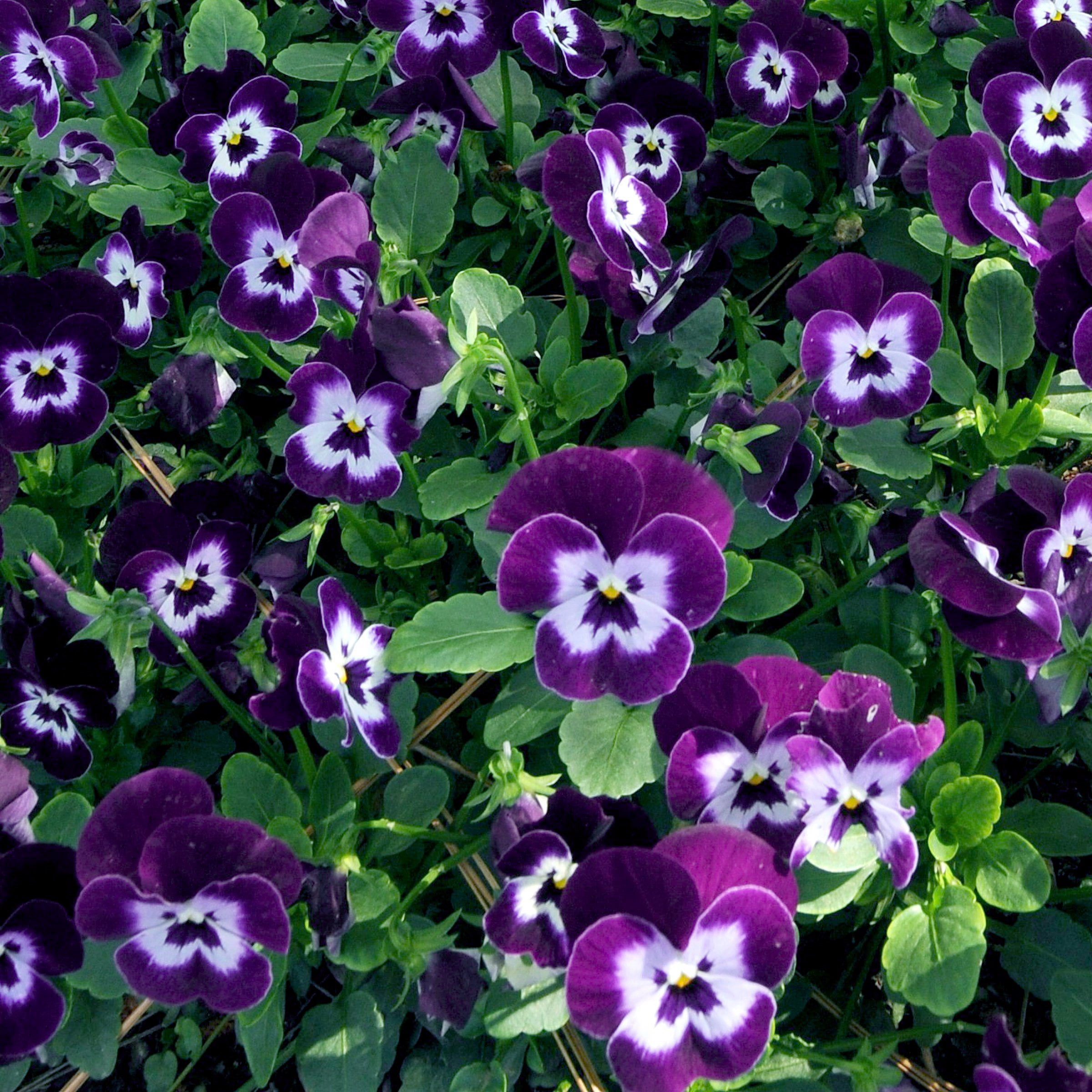 National Plant Network 4 in. Viola Sorbet XP Purple Face (8-Pack)