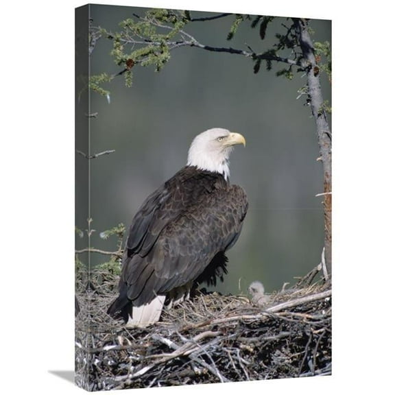 16 x 24 in. Bald Eagle Parent on Nest with Chick, Alaska Art Print - Michael Quinton
