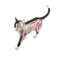 thumbnail image 1 of Animal Organ Anatomy Model 4D Cat Intelligence Assembling Toy Teaching Anatomy Model DIY Appliances, 1 of 6