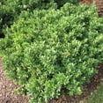 thumbnail image 2 of Hoogendoorn Holly Shrub I 20 Live Plants I Ilex Crenata  Lustrous Evergreen for Hedging, Privacy Screens, and Decorative Accents, 2 of 8