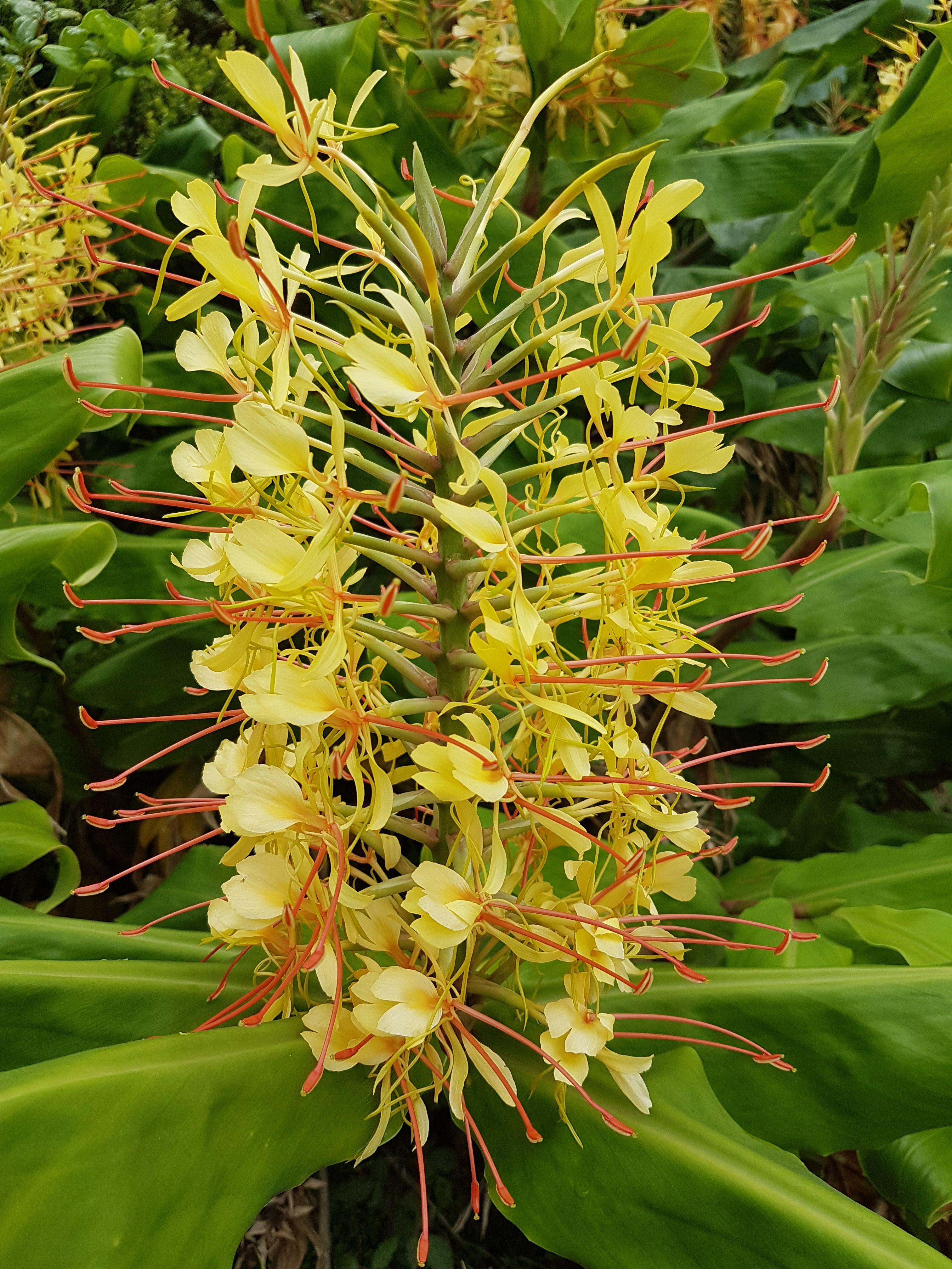 Live Yellow Kahili Hedychium Gardnerianum Ginger Plant Bulb 1pk Bulb 2