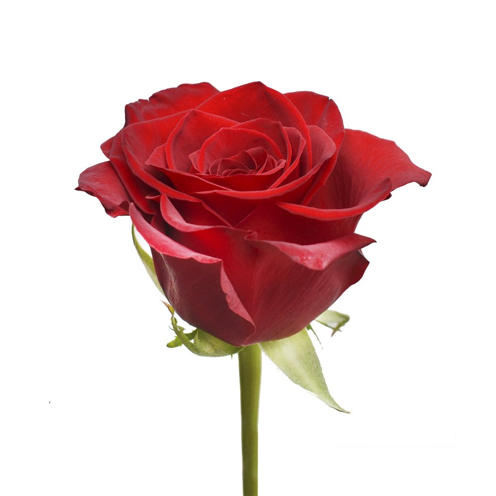 Red Roses 60 cm Fresh Cut 100 Stems