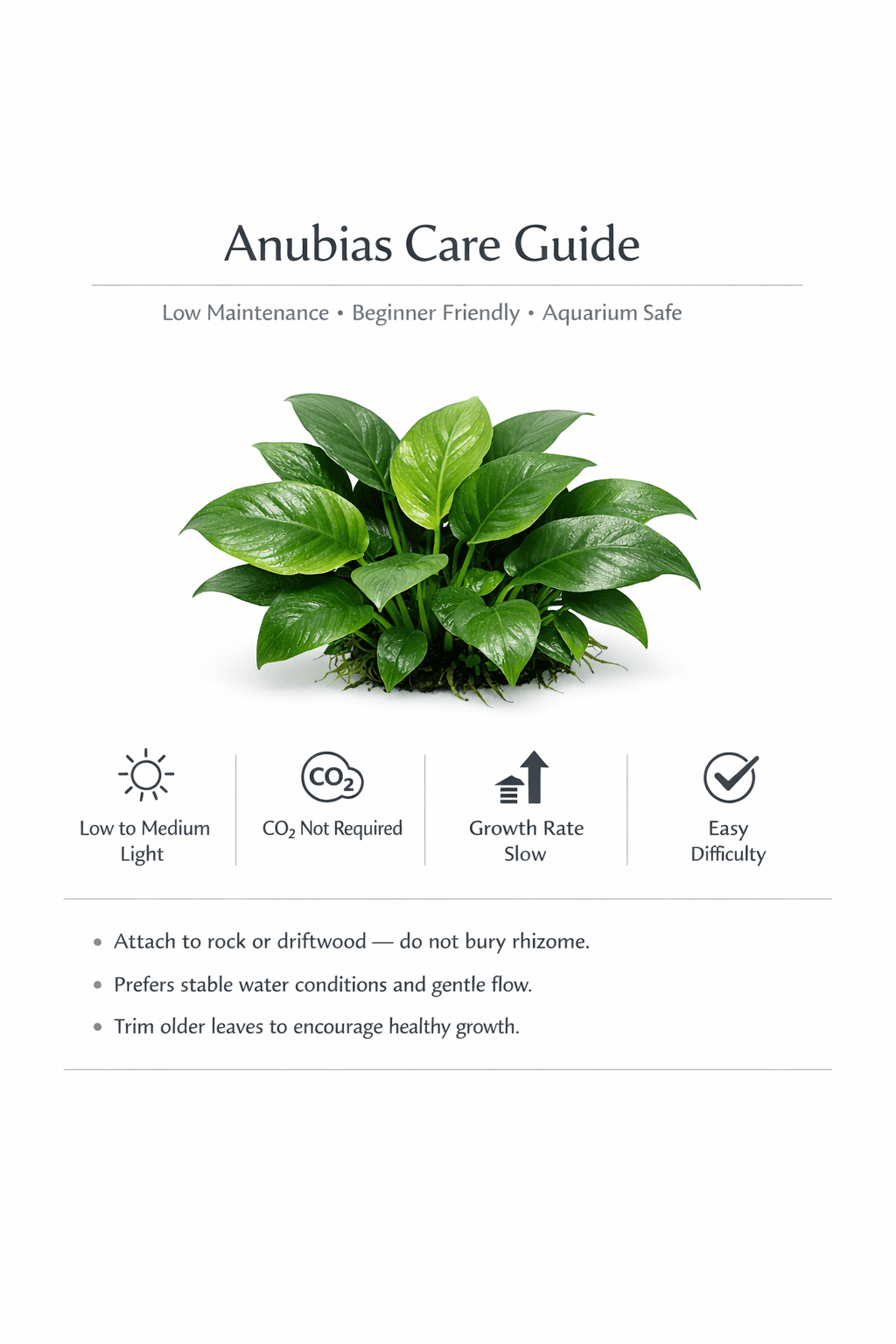 Showpiece Plant Duo Large Amazon Sword & Anubias - Our Choice (1 Pack - 2 Plants)