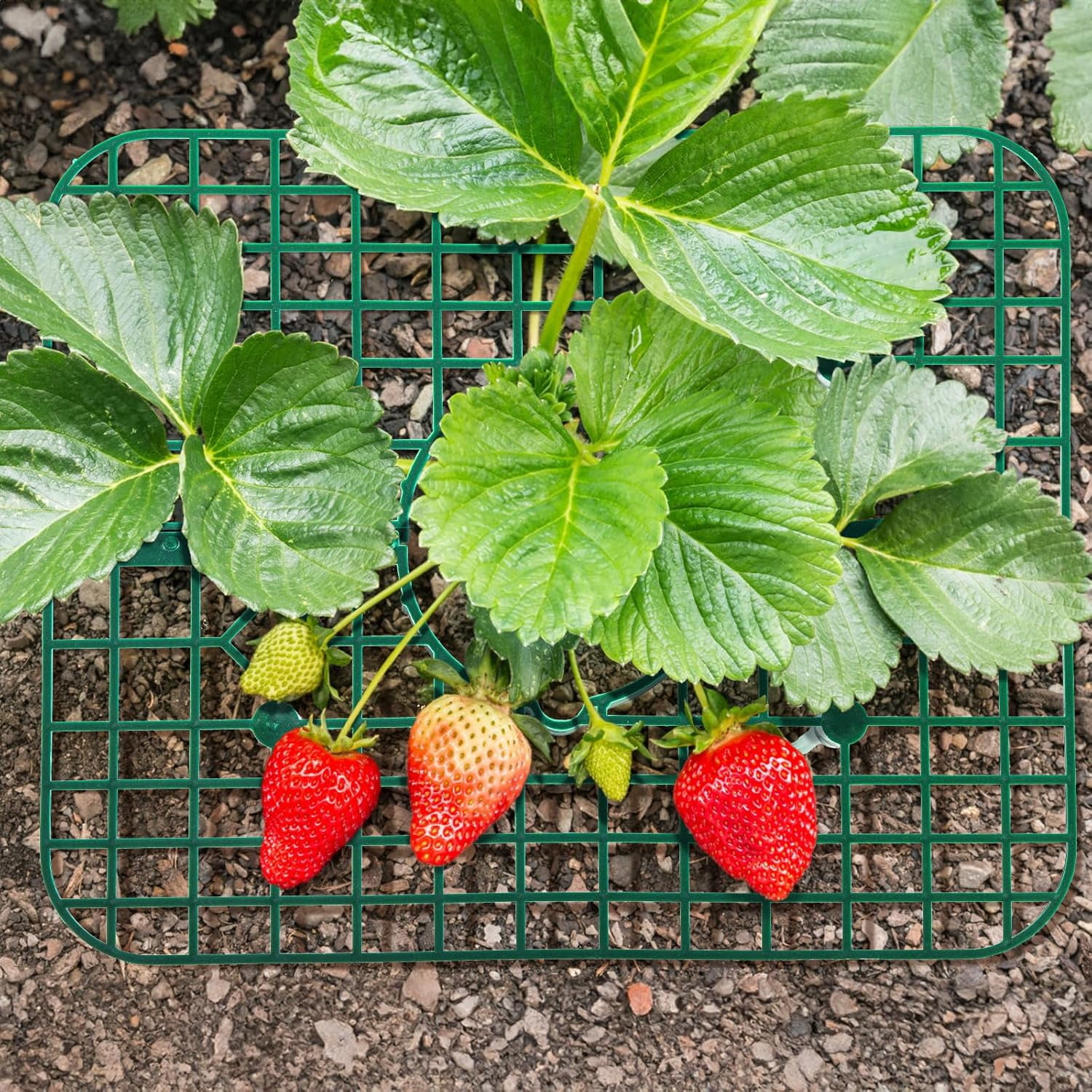 20 Pack Square Strawberry Supports, Strawberry Growing Rack with 4 Sturdy Legs, Plastic Strawberry Plant Stand Holder, Strawberry Growing Frame Holder Cage, Keeping Berries Clean