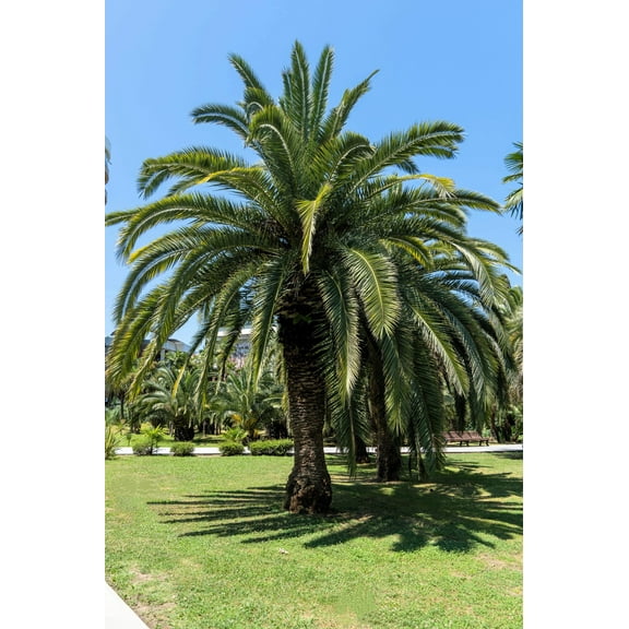 10 COCO PALM Jelly Palm Pindo Butia Capitata Edible Fruit Tree Houseplant Seeds