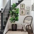 thumbnail image 6 of 5FT Fiddle Leaf Fig Artificial Tree Faux Floor Plant with Black Planter Pot, Potted Fake Fiddle Leaf Fig Tree for Indoor Outdoor Home Office Decor, 6 of 7