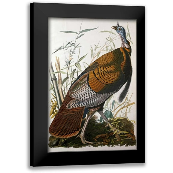 Audubon, John James 11x14 Black Modern Framed Museum Art Print Titled - Wild Turkey, Male