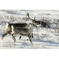thumbnail image 2 of Kaveney, Wendy 24x17 White Modern Wood Framed Museum Art Print Titled - Canada, Manitoba, Caribou starting to run, 2 of 4