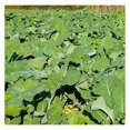 10 lb. Forage Kale Seed for Deer, Cattle, Livestock, & Cover Crop