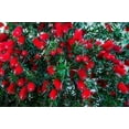 thumbnail image 5 of 40 CRIMSON BOTTLEBRUSH Callistemon Citrinus Flowering Shrub Bush Small Tree Seeds, 5 of 10