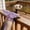 Purple, variant on Ferret Harness and Leash Set Small Animals Vest Harness Soft-Harness Leash Vest Set with Bell Guinea Pig Clothes for Baby Ferret Rats Hamster Teacup Chihuahua Mouse Small Pet