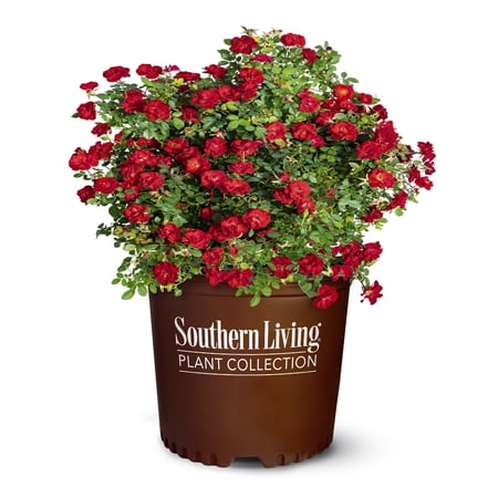 Southern Living - It's A Breeze Rose in 2-Gallon Grower Pot - Live Groundcover Shrub with Red Flowers