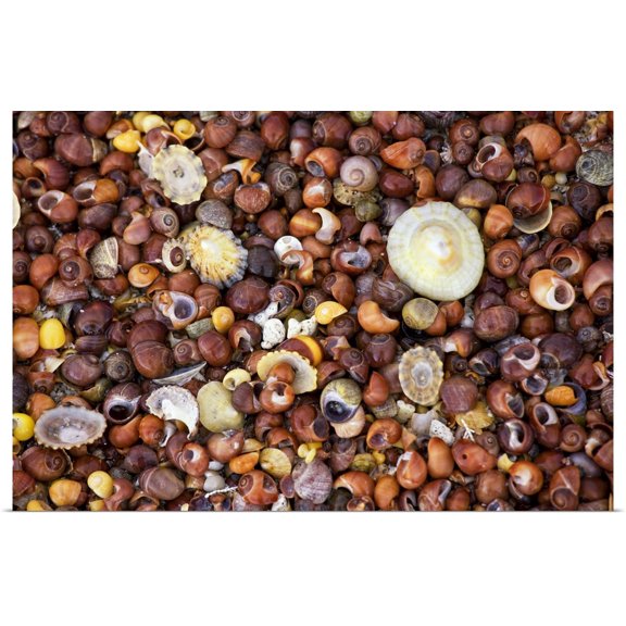 Great BIG Canvas | "Sea Shells" Art Print - 36x24