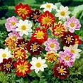 thumbnail image 2 of HJADGG 30+ Dahlia Mignon-Flower Mix, 2 of 8