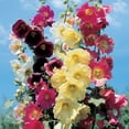 thumbnail image 5 of Burpee Country Romance Mixed Colors Hollyhock Flower Seed, 1-Pack, Perennial Flower, 5 of 5
