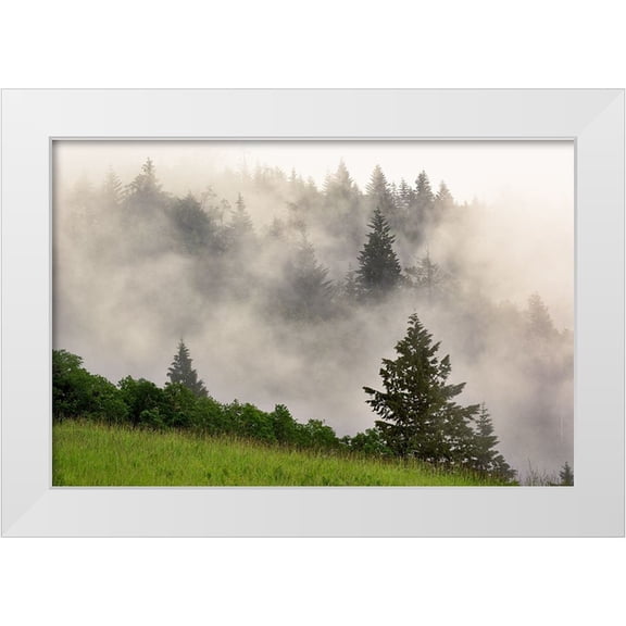 Jones, Adam 14x11 White Modern Wood Framed Museum Art Print Titled - Hillside of evergreen trees among fog-Bald Hills Road-California
