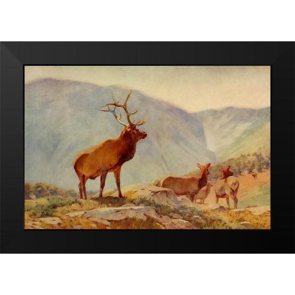 Rungius, Carl 14x11 Black Modern Framed Museum Art Print Titled - Bull Elk