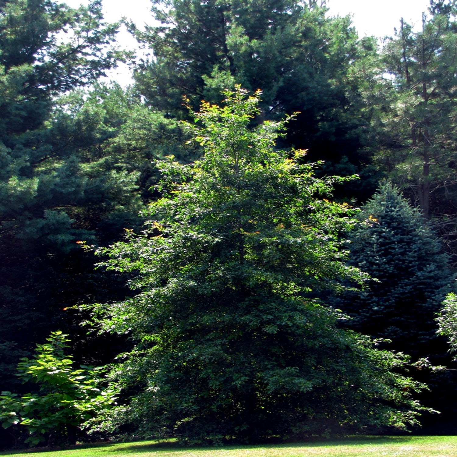 Expert Gardener 3-4' Oak New Madrid Live Tree in 1 gal. Grower Pot