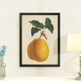 thumbnail image 3 of Wexford Home Antique Pear Botanical II-Framed - Black - 16X22, 3 of 4