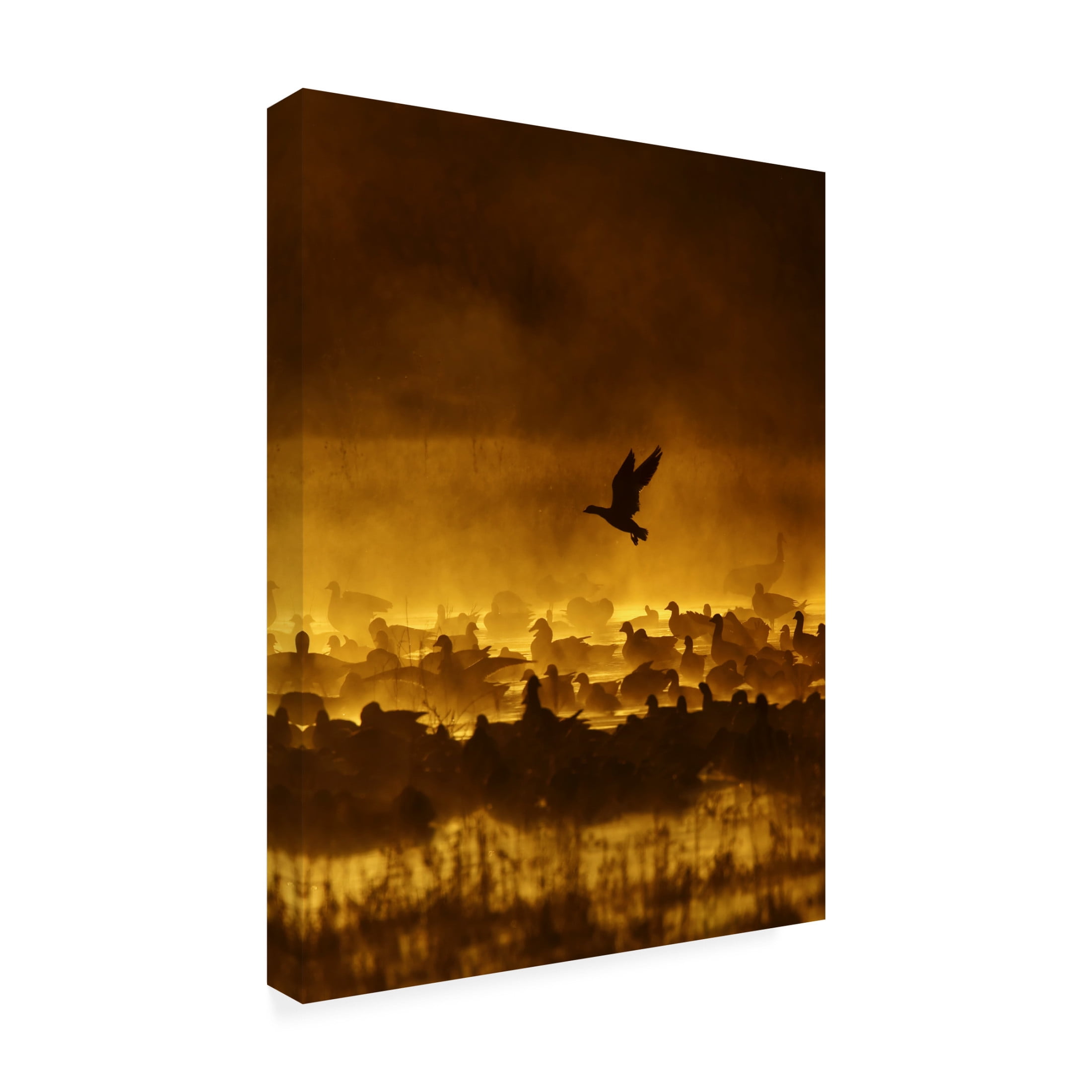 Canvas Wall Art - jay stanley Forns 'Fire In The Mist' Wall Art for Living Room, Bedroom, or Office D?cor by Trademark Fine Art - 18 x 24 Inches