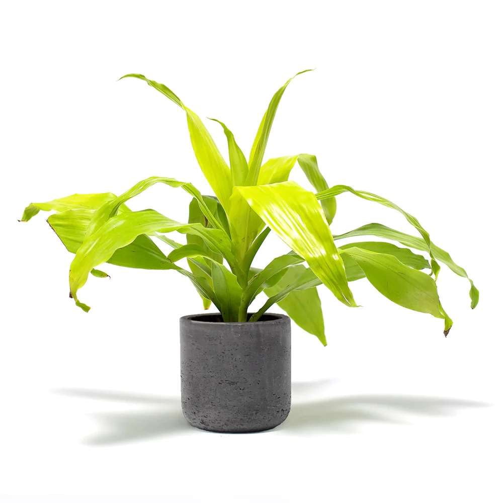 Dracaena Lime Light Live Plant for Indoor | Different Houseplants in 4'' & 6'' Pot | Real House Plant for Living Room, Office, Desk & Bathroom | Dragon Tree | Dracaena fragans