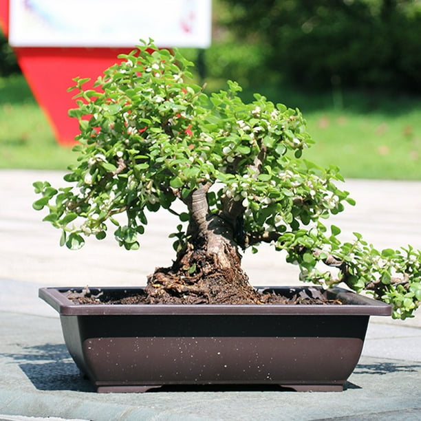 Kit De 6 Macetas Rectangulares Para Bonsi - Con Bandeja, Plstico  Resistente, Ideal Para Suculentas Y Plantitas