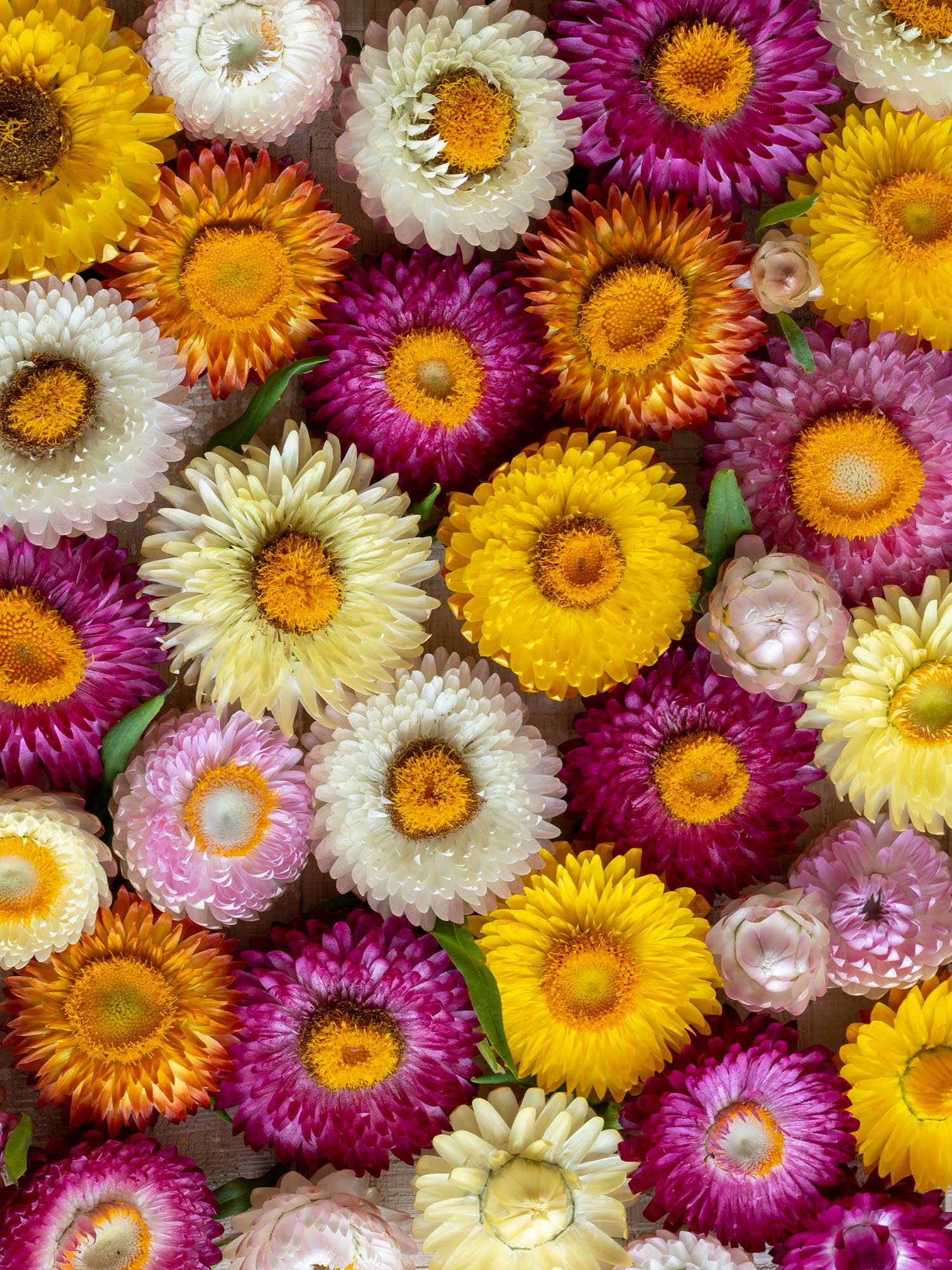 Burpee Tom Thumb Mixed Colors Strawflower