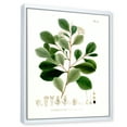 thumbnail image 3 of Designart 'Ancient Botanicals IV' Traditional Framed Canvas Wall Art Print, 3 of 5