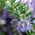 thumbnail image 5 of Set of 3 Blue Rosemary Plants Live, 4-8" Tall Fragrant Rosemary Herb Plant for Outdoor Garden and Containers, Well-Rooted Plants, 5 of 6