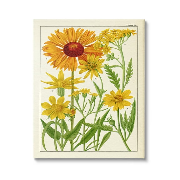 Stupell Industries Yellow Flower Studies Botanical & Floral Painting Gallery Wrapped Canvas Print Wall Art, 24 x 30