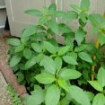 CHUXAY GARDEN Egyptian SpinachMolokhia Jute Mallow 1000 pcs Perennial