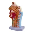 thumbnail image 4 of Modelo anatómico de garganta, cavidad oral y nasal, accesorio médico, modelo ligero de faringe y laringe para exhibición, enseñanza y demostración, 4 of 8