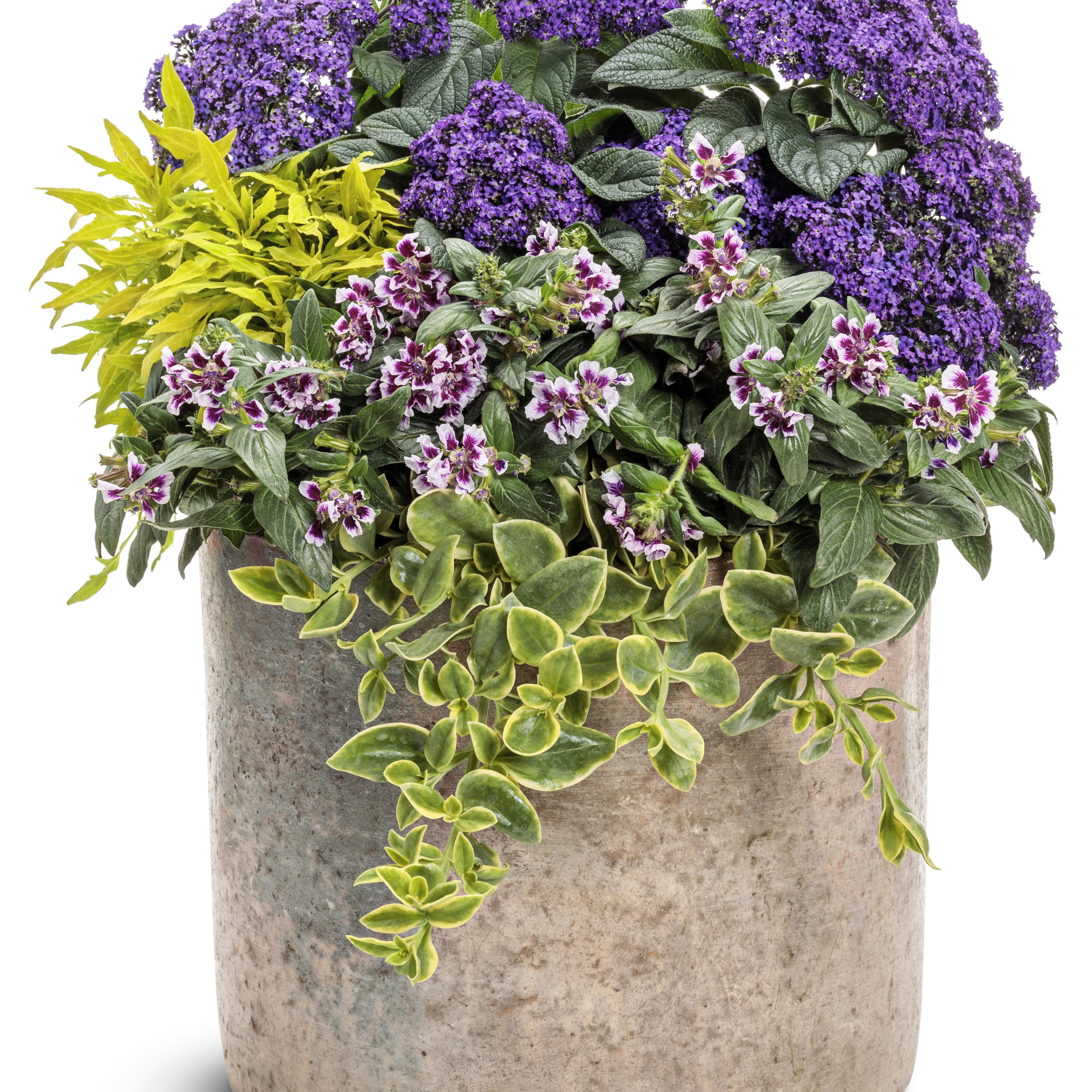 Proven Winners 4" Aromagica Purple Heliotrope Live Plant in 4.25" Pot (4 Count)