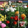 thumbnail image 4 of GSDWIUEW Ranunculus Bare Roots for Planting Canada, Perennial Flower Ranunculus, Easy to Grow, Ranunculus Bare Roots for Spring and Autumn Planting Home Garden Indoor and Outdoor(Mix,10 Pack), 4 of 6