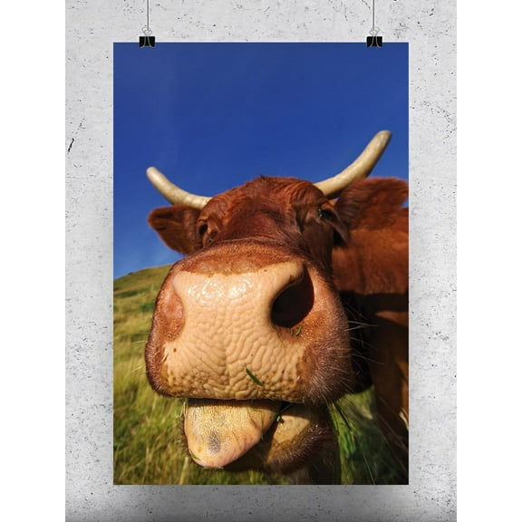 French Cow Sticking Out Tongue Poster -Image by Shutterstock