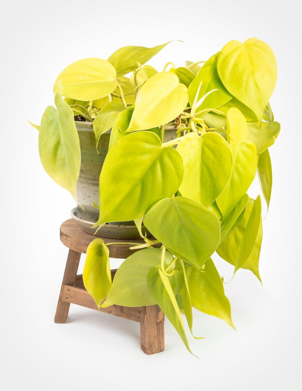 Lemon Philodendron - Live Plant in a 4 Inch Pot - Philodendron Erubescens - Extremely Rare and Beautiful Indoor Houseplant - A Rare Tropical Masterpiece