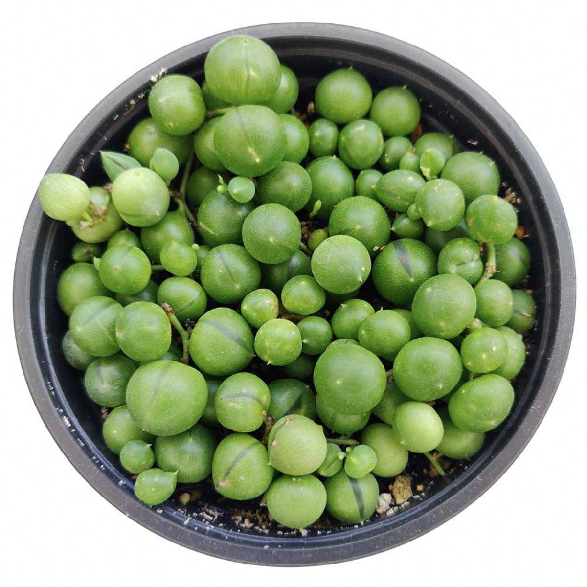Size Shop Succulents String of Pearls Succulent 2 Grower Pot Hand Selected for Health 2 inch
