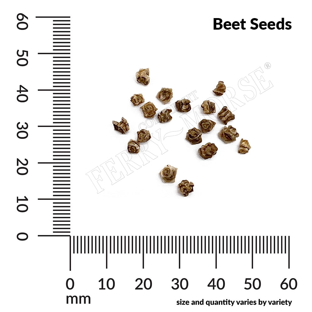 Ferry-Morse Organic 2.2G Beet Green Top Bunching Annual Vegetable Seeds, Full Sun