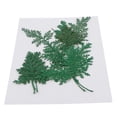 thumbnail image 2 of 12 hojas de artemisia prensadas y secas para manualidades. Teñido de verde, 2 of 7